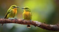 Yelloweyed_Babbler_birds_rest_on_a_branch_1690599625713_4 Royalty Free Stock Photo