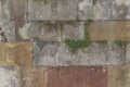 Generic background of concrete stone tiles or bricks with green clover growing in the seams in grey brown and yellow an red stones Royalty Free Stock Photo