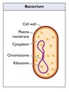 Generic bacterium