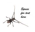 Generic bug or beetle - white background Royalty Free Stock Photo
