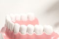 Generic dental human teeth model