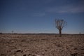 Generic desert scene with Quiver Tree at midnight