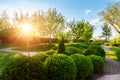 Generic green fresh round spheric boxwood bushes wall with warm summer sunset light on background at ornamental english