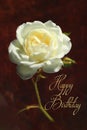 Happy birthday card design with white rose on a dark background