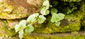 Generic plant on a moldy brick