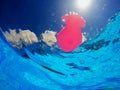 Generic rubber fish toy in swimming pool, underwater view Royalty Free Stock Photo
