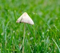 Generic Toadstool Fungus Growing in Grass