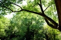 Generic tree vegetation with tree branches seen from down in summer time in a London park Royalty Free Stock Photo