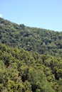 Generic vegetation and blue sky Royalty Free Stock Photo