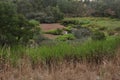 Generic vegetation at Buckleys Falls Regional Park