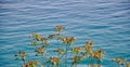 Generic vegetation of the Croatian coast. Wild plants with yellow flowers that growing along the Adriatic Sea