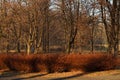 Generic vegetation in Park Slaski in Chorzow, Poland, o a sunny winter day Royalty Free Stock Photo