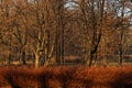 Generic vegetation in Park Slaski in Chorzow, Poland, o a sunny winter day Royalty Free Stock Photo