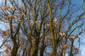 Generic vegetation in Park Slaski in winter Royalty Free Stock Photo