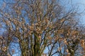 Generic vegetation in Park Slaski in winter Royalty Free Stock Photo