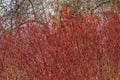 Generic vegetation in Park Slaski in winter Royalty Free Stock Photo