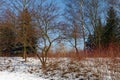 Generic vegetation in Park Slaski in winter Royalty Free Stock Photo