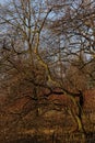 Generic vegetation in Park Slaski in winter Royalty Free Stock Photo