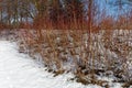 Generic vegetation in Park Slaski in winter Royalty Free Stock Photo