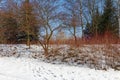 Generic vegetation in Park Slaski in winter Royalty Free Stock Photo