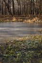 Generic vegetation in Park Slaski in winter Royalty Free Stock Photo