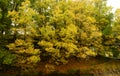 Generic vegetation in spring Royalty Free Stock Photo
