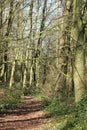 Generic woodland footpath view sunny spring day