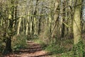 Generic woodland footpath view sunny spring day Royalty Free Stock Photo