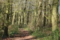 Generic woodland footpath view sunny spring day