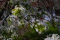 generous blossom of old sweet cherry tree, low key dark image, bright contrast of white flower and bud on thin twig