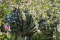 Generous cherry blossom tree with purple lilac in springtime garden