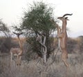 Generuk antelope feeding on the high branches