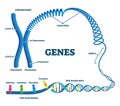 Genes vector illustration. Educational labeled structure example scheme. Royalty Free Stock Photo