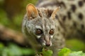 Genet head portrait in a forest