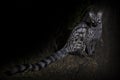 Genet photographed at night using a spotlight sitting