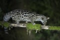 Genet in profile on a branch