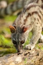 Genet smelling in a forest