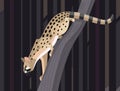 Geneta on a tree Royalty Free Stock Photo