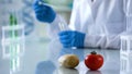 Genetic breeding in agriculture, vegetables on lab table, scientist making tests