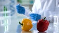 Genetic breeding scientist checking vegetables on lab table, gmo studies