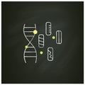 Genetic diversity chalk icon