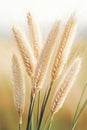 Genetic engineering concept with golden wheat stalks swaying gently in soft light, representing nature and biological development. Royalty Free Stock Photo