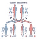 Genetic inheritance as two alleles in gene pair are inherited outline diagram