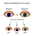 Genetic inheritance of eye color. Brown, blue, green eyes.