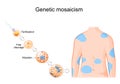 Genetic mosaicism. Somatic mutation