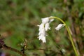 a genetic mutation of a white Common Bluebell (Hyacinthoides non-scripta) d Royalty Free Stock Photo
