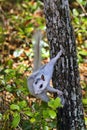 Genetic mutation white squirrel at Ochlockonee River State Park Royalty Free Stock Photo