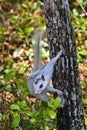 Genetic mutation white squirrel at Ochlockonee River State Park