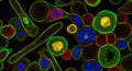 Fluorescent microscopy image showing various cell types with nuclei and cytoplasm highlighted in different colors Keywords: cell, Royalty Free Stock Photo