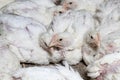 a genetically improved broiler breed of chicken